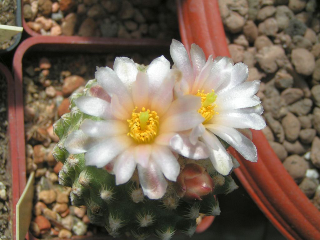 Pediocactus knowltonii SB 130